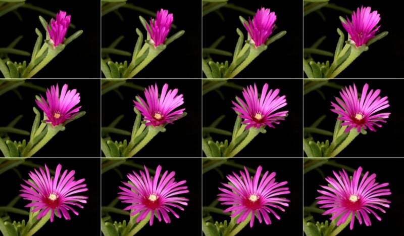 A grid of twelve images shows the blooming sequence of a pink flower against a black background. The top row starts with a closed bud, gradually opening petal by petal in the subsequent rows, until fully bloomed in the last row. Green leaves frame the flower.