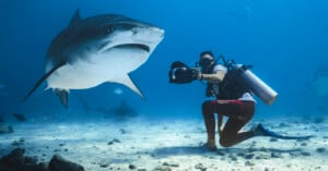 A scuba diver with a camera kneels on the ocean floor while a large shark swims nearby. The diver is wearing a wetsuit, flippers, a mask, and an oxygen tank. The underwater scene includes a sandy bottom, rocks, and other fish in the background.