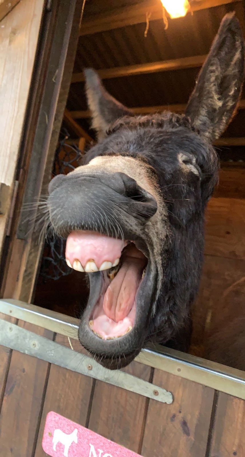 A close-up of a donkey with its mouth wide open, showing its teeth and tongue. The donkey is inside a wooden stable, and part of a light fixture is visible at the top of the image. The scene suggests the donkey may be braying or yawning.