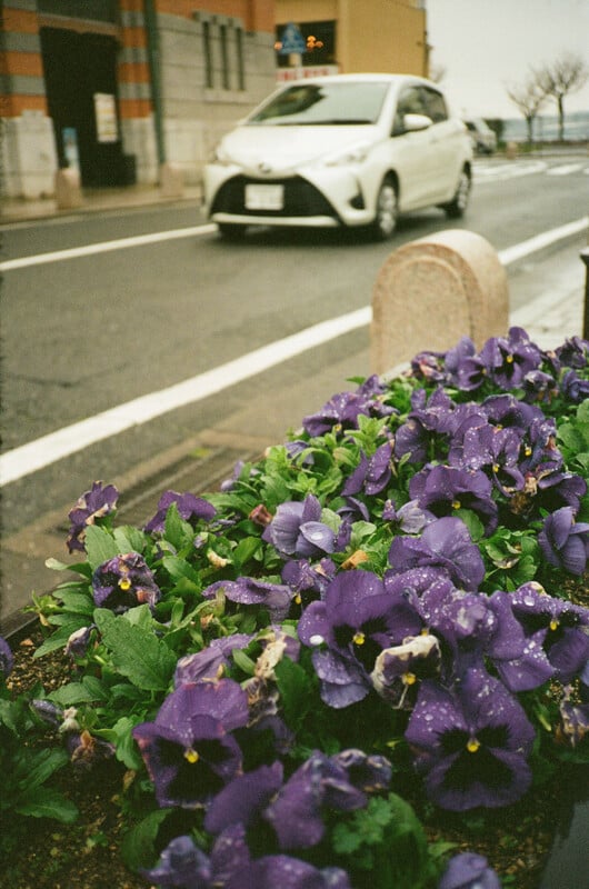 A white car drives down a wet street as rain falls. In the foreground, vibrant purple flowers with raindrops on their petals line the sidewalk. The scene is urban, with buildings and leafless trees in the background under an overcast sky.
