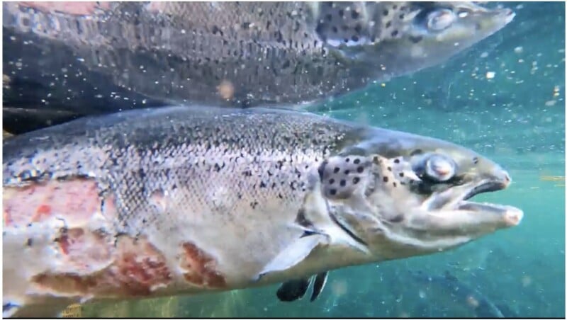 Close-up underwater image of a large salmon swimming, with idiosyncratic spots and a pinkish body. The fish shows characteristic dark spots along its body and face, with water ripples and bubbles visible in the background.