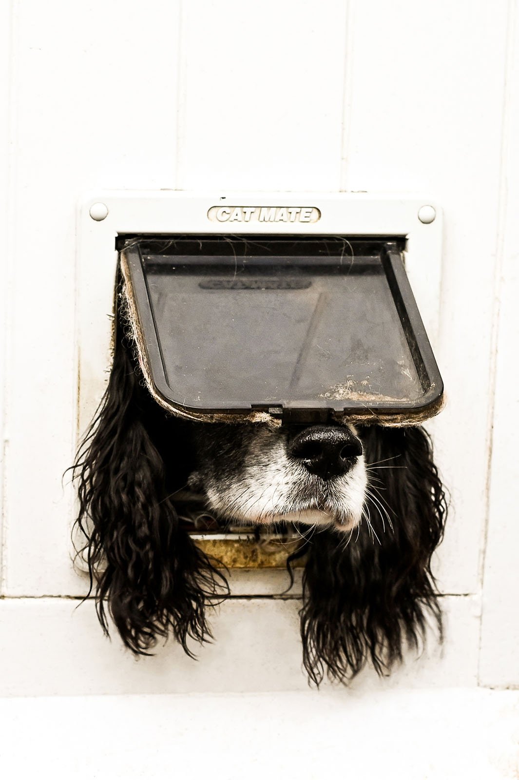 A black and white dog with long, floppy ears is peeking its head through a small pet door. The pet door flap is resting on the dog's head as it looks to the side. The frame of the door reads "CAT MATE". The background is a plain white wall.