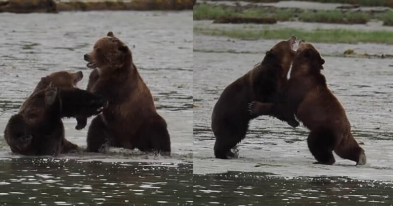 photographer captures fight brown bears two brawl intense fierce