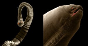 photographer captures dangerous worms parasites living inside pets alien horrifying terrifying
