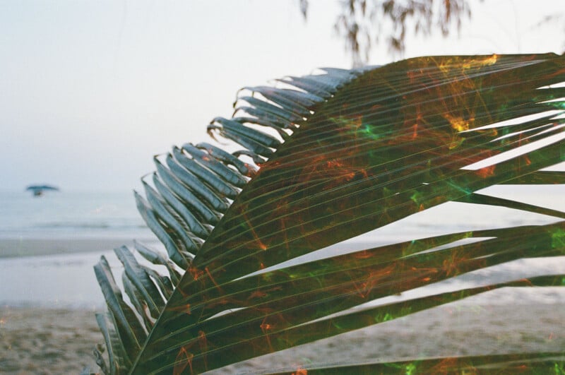Close-up of large palm fronds with a beach in the background. The sky is clear, and waves gently lap the shore. The image features colorful light leaks, adding a dreamy and artistic effect to the serene beach scene.