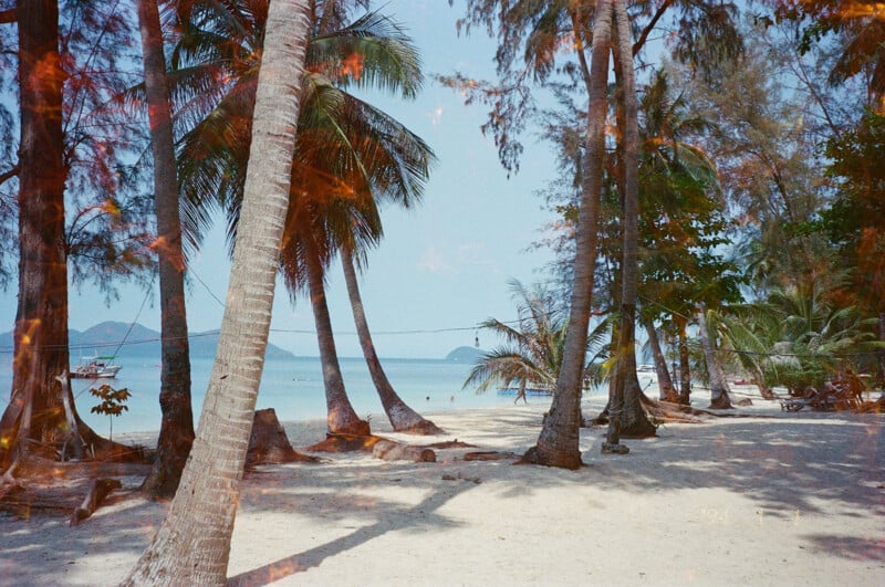 A serene tropical beach scene features clear blue water, white sand, and leaning palm trees. The sky is bright, and the view is framed by clusters of lush green foliage. The tranquil setting hints at a peaceful, sunny getaway.