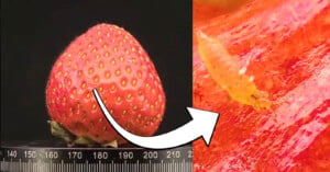 A ripe, red strawberry on the left with a close-up view of a small, pale insect on its surface to the right. A white arrow points from the strawberry to the insect, highlighting the detail of the tiny creature. A measuring scale is visible beneath the strawberry.