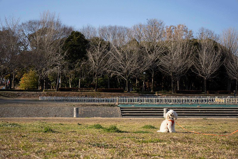 A fluffy white dog sits on a grassy field with a red leash, looking at the camera. Behind the dog, there are leafless trees and a row of steps leading up to the trees. The sky above is clear and blue.