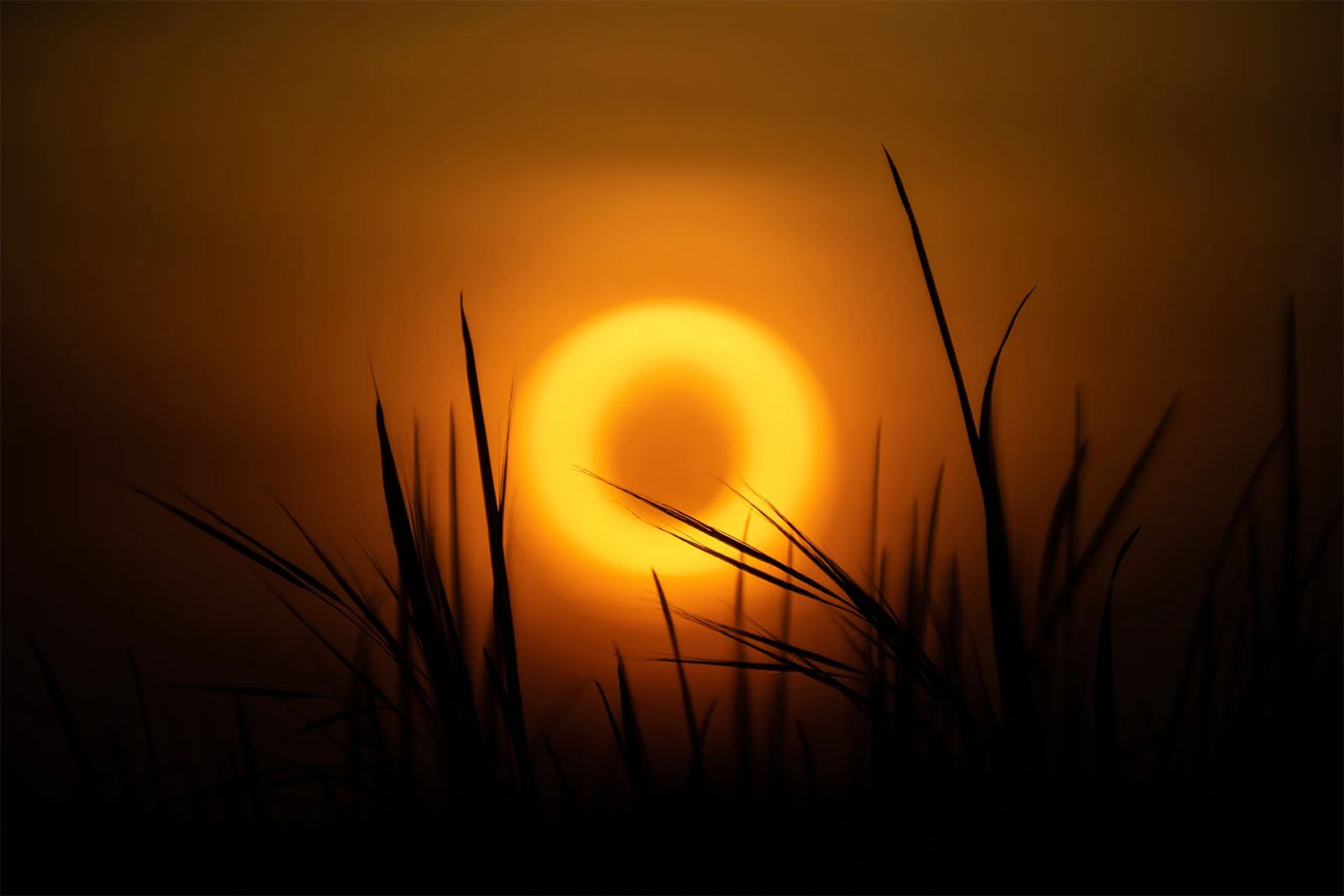 Silhouette of tall grass against a backdrop of a solar eclipse during sunset. The sun forms a bright ring, illuminating the sky with a warm, golden hue, creating a dramatic and serene scene.
