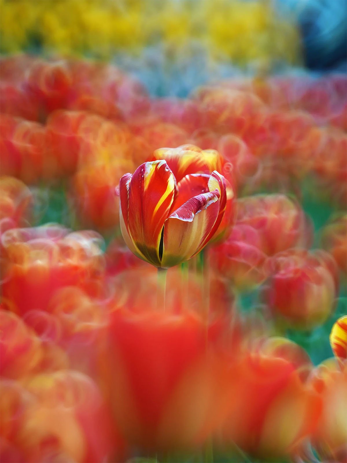 A single, vibrant red and yellow tulip stands out sharply in the foreground against a dreamy background of blurred, colorful tulips in a field, creating a stunning array of reds, yellows, and greens.