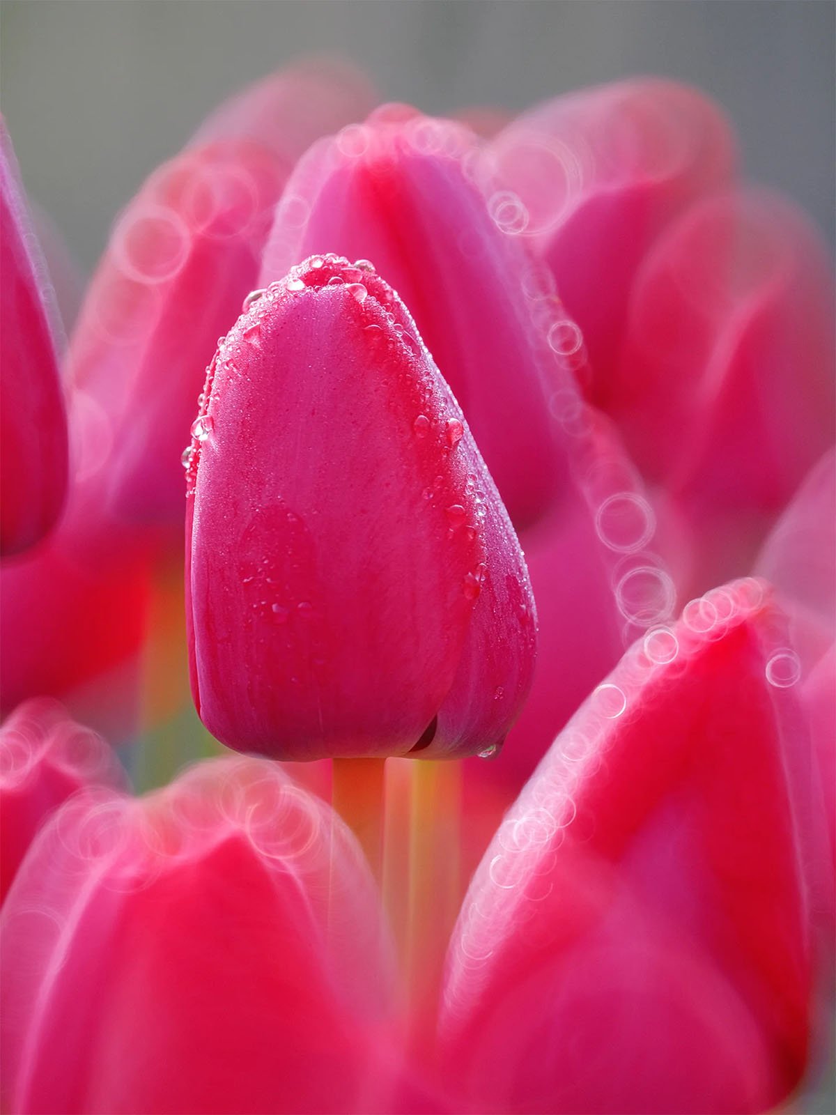 Close-up image of vibrant red tulips with one prominently in focus at the center, adorned with dewdrops. The background features additional tulips in soft focus, creating a dreamy, bokeh effect.