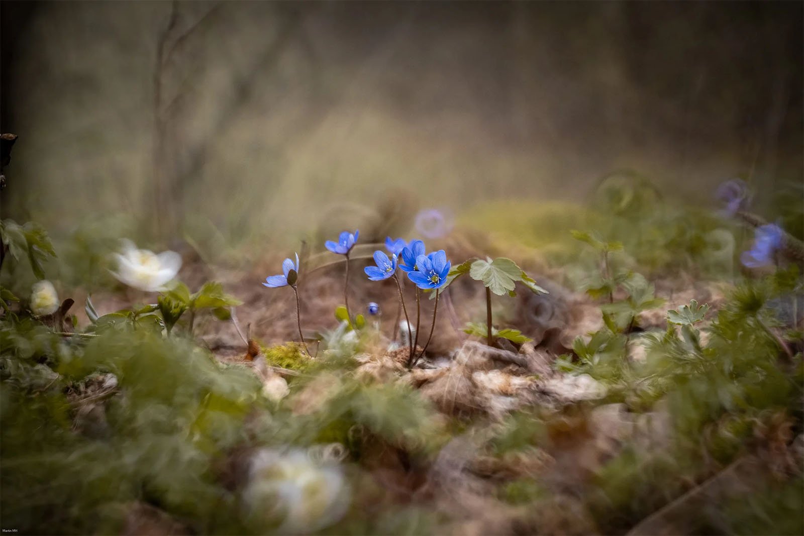 Close-up of a small cluster of delicate blue flowers growing on the forest floor, surrounded by green leaves and blurred foliage. The background is softly out of focus, giving a serene and dreamy atmosphere to the scene.