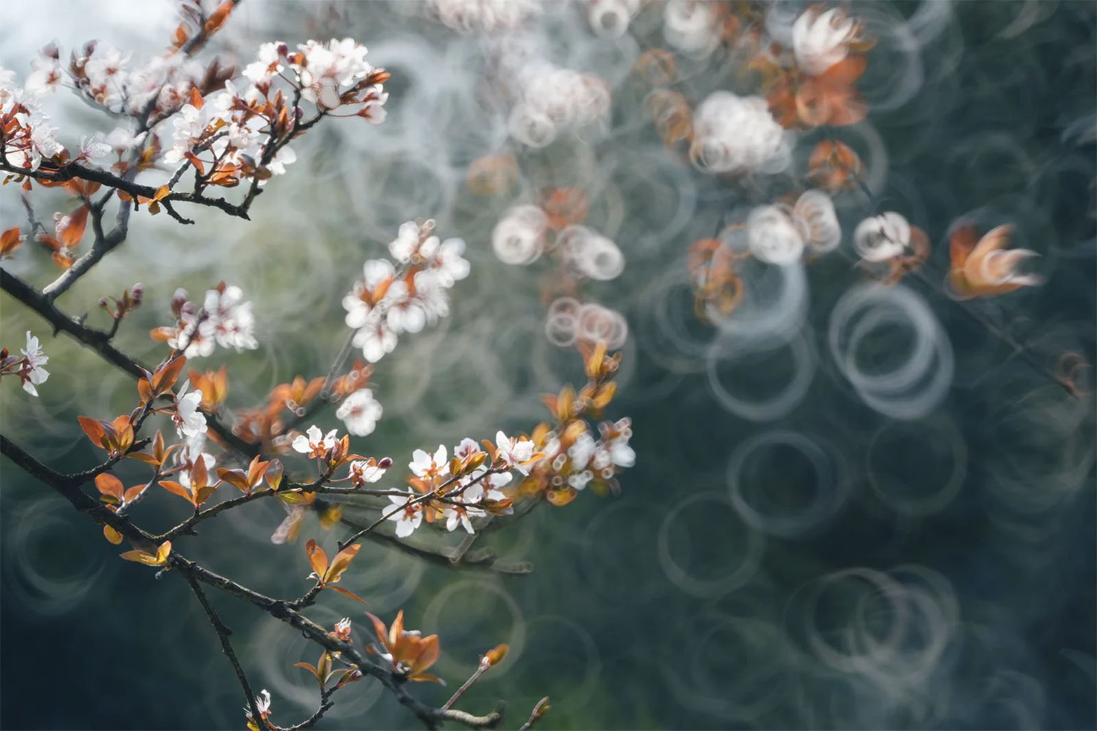 Close-up of branches with small white flowers and reddish-brown leaves. The background is blurred with bokeh circles, creating a soft, dreamy effect. The image captures the beauty and delicacy of spring blossoms.