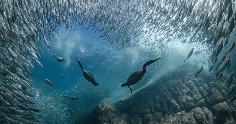 Two sea birds swim underwater amidst a large, swirling school of silvery fish. The sunlight filters through the water, illuminating the scene. The ocean floor is visible below, consisting of rocky formations.