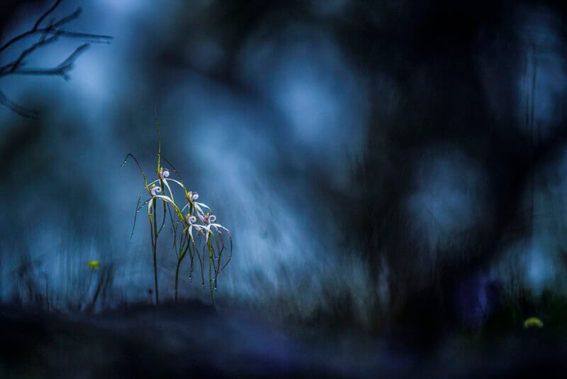 A cluster of delicate, dew-covered white flowers stands out against a dark, blurred background. The photograph has a mysterious and ethereal feel, with the sharp focus on the flowers contrasting with the soft, muted surroundings.