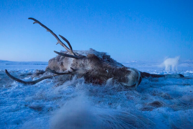 A deceased reindeer with large antlers lies on a snowy landscape under a clear, blue sky. In the background, a white arctic fox is barely visible as it fades into the snowy surroundings. Distant mountains and plains are faintly seen on the horizon.