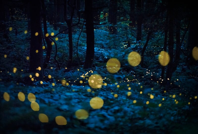 A mystical forest scene illuminated by numerous glowing yellow fireflies. The dark, shadowy trees create a contrasting backdrop for the bright, scattered lights, creating an enchanting and tranquil atmosphere reminiscent of a fairy tale.