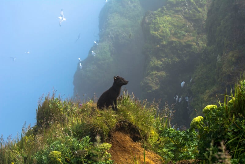A small black bear cub sits on a grassy cliff edge overlooking a misty canyon, with seagulls flying around. The cliff is lush with green vegetation and wildflowers, under a serene, hazy sky.