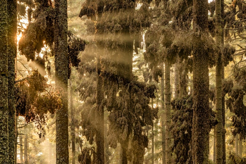 Sunlight filters through the dense forest canopy, illuminating tall trees covered in thick foliage. The light creates a mystical, hazy atmosphere, with beams cutting through the mist and highlighting the texture of tree bark and leaves.