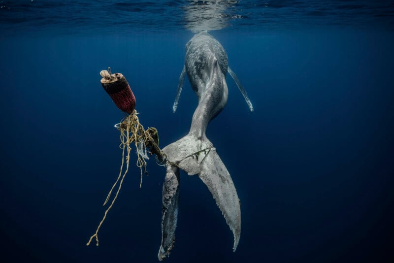 A whale swims in deep blue water with fishing gear entangled around its tail, causing it to drag a buoy and ropes behind. The whale is seen from behind, with sunlight filtering through the water from above.