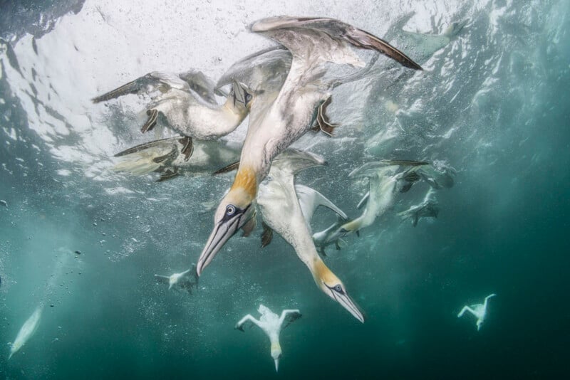 Underwater image of several gannets diving and swimming in search of fish, with their wings tucked close to their bodies and beaks pointed downward. The water appears slightly murky, and the light filters through, illuminating the birds' streamlined bodies and wings.