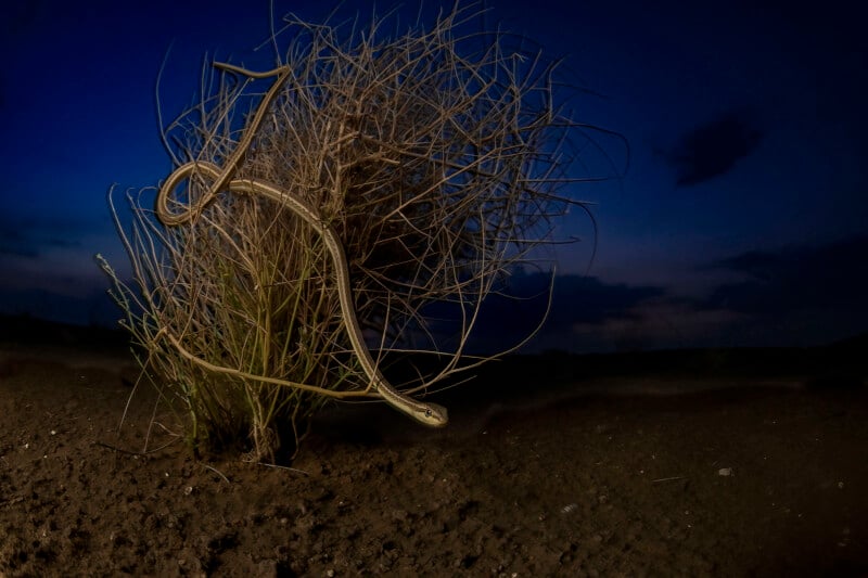 A slender snake is coiled around dry, spiky vegetation in a dark, sandy desert landscape. The sky above is a deep, twilight blue with scattered clouds, creating a moody atmosphere. The snake's body and the plant are sharply illuminated, contrasting with the dim background.