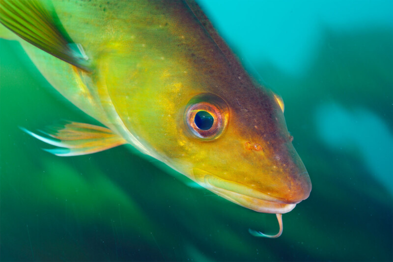 Close-up of a golden-colored fish with a barbel on its chin, swimming in clear blue-green water. The fish's large eye and scales are sharply detailed, and the background is blurred, highlighting the fish.