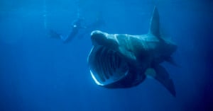 Two divers swim beside a large basking shark in the ocean. The shark's mouth is wide open, displaying its gill rakers. The water is a deep blue, creating a serene underwater scene.