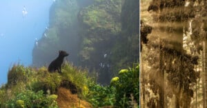 On the left, a bear sits on a cliff covered in greenery, overlooking a foggy, bird-filled chasm. On the right, sunlight filters through a dense forest, illuminating hanging lichen and branches.