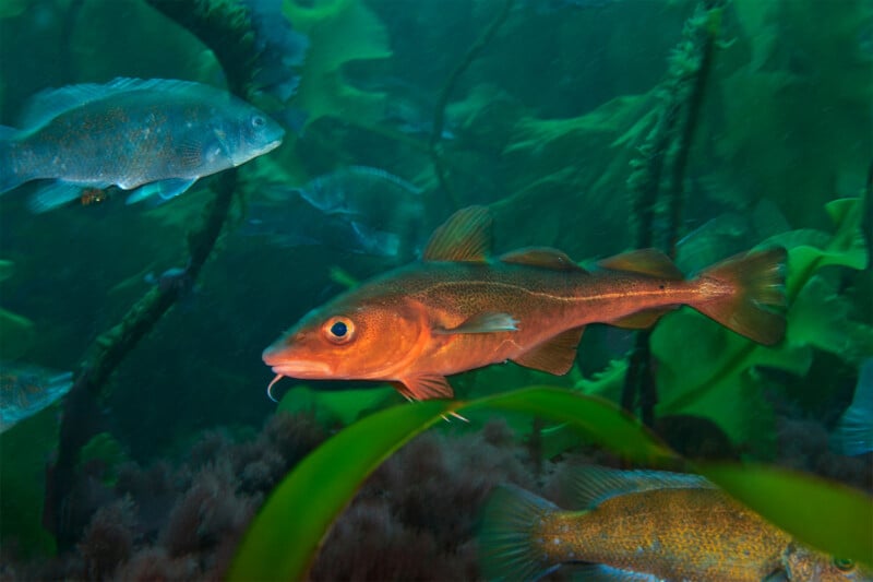 Underwater scene depicting a vibrant orange fish swimming amongst green seaweed. Surrounding the orange fish are other blue-green fish, creating a diverse aquatic environment with blue-green hues and soft coral formations on the ocean floor.