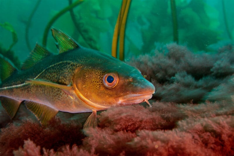 A close-up underwater shot of a fish with a greenish-brown body and pronounced blue eyes swimming among red and green seaweed. The background is primarily green, indicating the underwater environment.