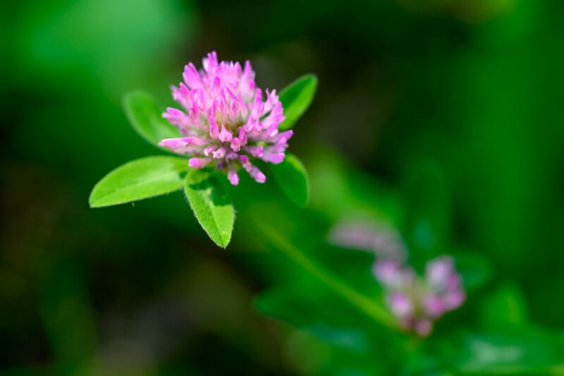 Close-up of a pink clover flower with green leaves, set against a blurred green background. The flower's petals are small and clustered, and there are soft-focus hints of another flower in the background.