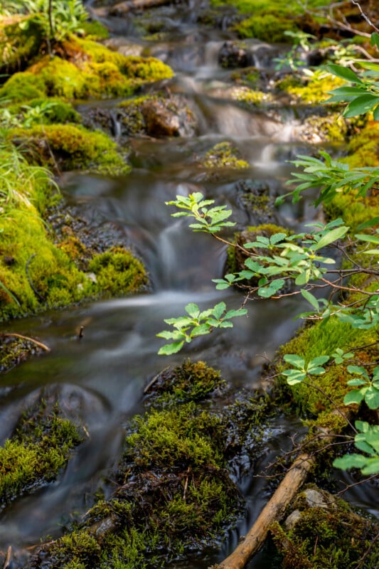 A serene image of a small, gently flowing stream surrounded by vibrant green moss and foliage. Sunlight filters through the leaves, illuminating parts of the moss-covered rocks and creating a tranquil, natural scene in the forest.