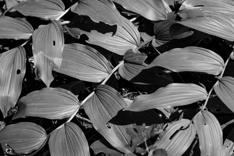 A monochrome image of lush, overlapping plant leaves. The leaves have a smooth texture with small holes and natural imperfections. The interplay of light and shadow highlights the detailed veins and edges of the leaves, creating a striking contrast.