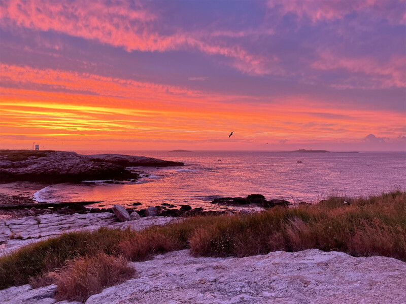 A vivid sunset over a coastal landscape. The sky is bathed in shades of orange, pink, and purple, and a lone bird flies across the scene. The foreground features rocky terrain and grassy patches, leading to a calm sea and distant land formations.