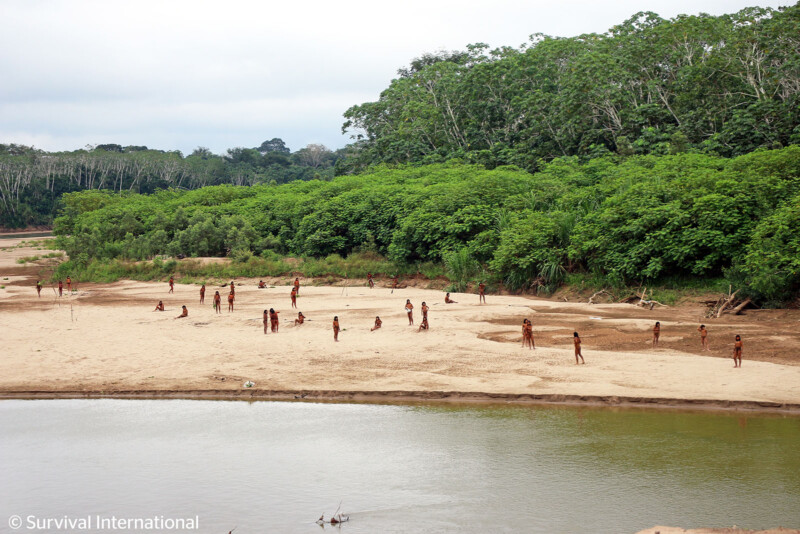 A group of indigenous people are seen on a sandy riverbank surrounded by lush greenery. The individuals are scattered across the area, engaging in various activities. Dense forest vegetation is in the background, and the calm river water is in the foreground. © Survival International.