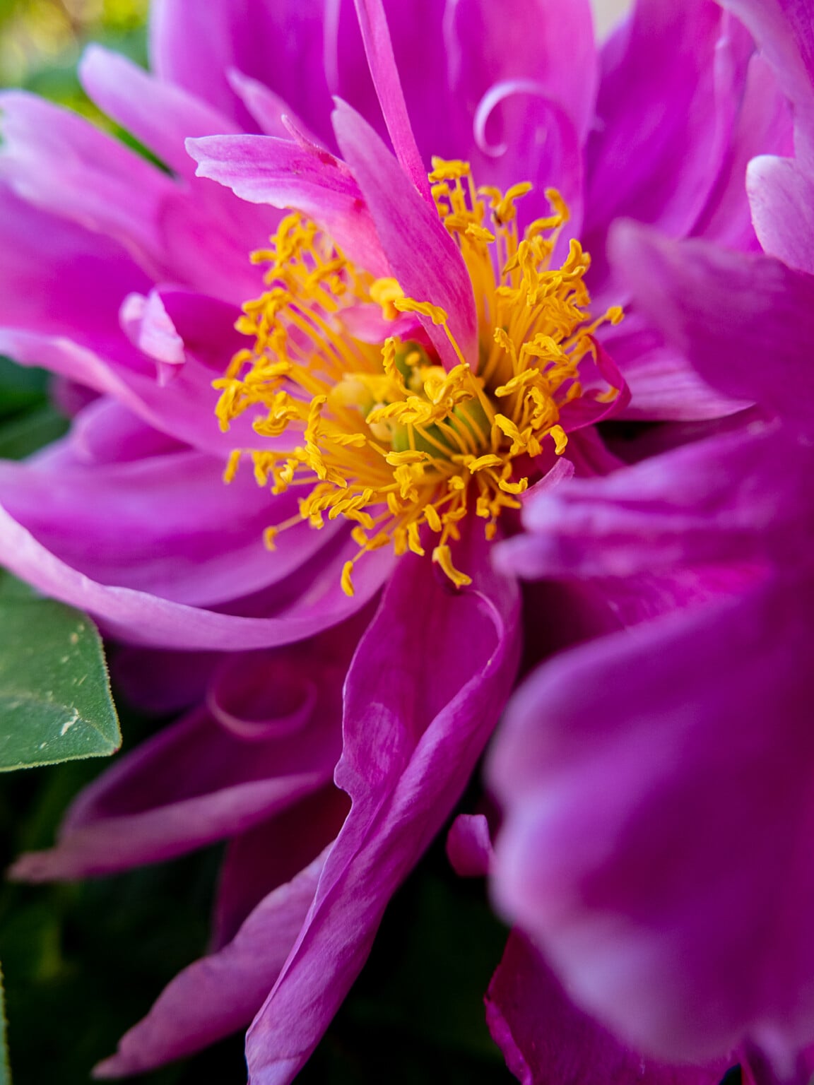 Leica D-Lux 8 Review: Deja Vu All Over Again | PetaPixel