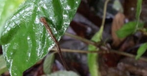 A slender brown stick insect with a long body and legs, camouflaged on a shiny, wet green leaf amidst an earthy backdrop of other leaves and stems. The insect's body blends seamlessly with the slender stem it clings to.