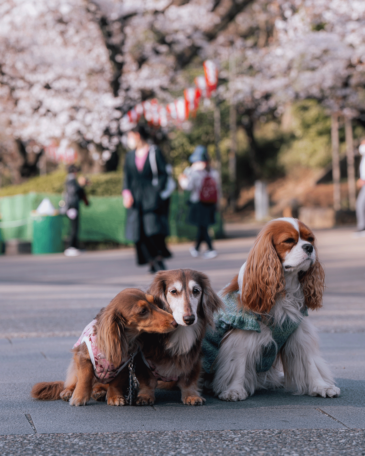 Three dogs sit in a park with cherry blossom trees and people walking in the background. The dog on the left, a dachshund, nuzzles the middle dog, a long-haired dachshund. The dog on the right, a cavalier King Charles spaniel, looks forward serenely.