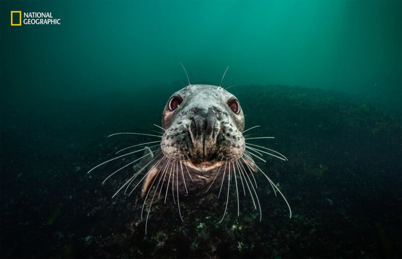 A close-up underwater shot of a curious seal swimming toward the camera, surrounded by a dark green, murky backdrop. The seal's detailed whiskers and expressive eyes are prominently featured. The National Geographic logo is in the top left corner.