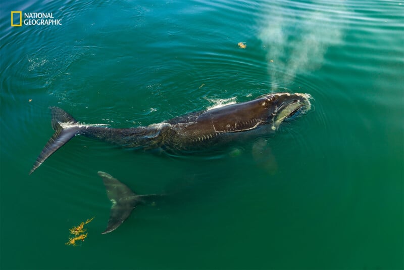 An image of a whale surfacing in the ocean, expelling a spray of water from its blowhole. A second, smaller whale is visible beneath the water. The sea is dark blue with patches of seaweed floating on the surface. The National Geographic logo is in the top-left corner.