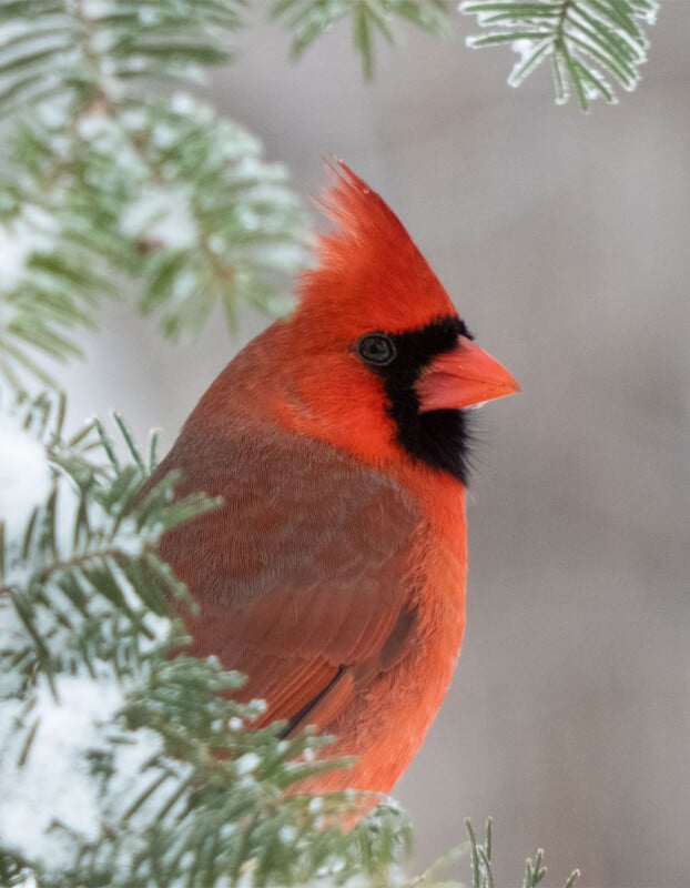 A vibrant red cardinal is perched among snow-covered evergreen branches. The bird, with its striking red plumage and black face markings, stands out against the muted, snowy background.