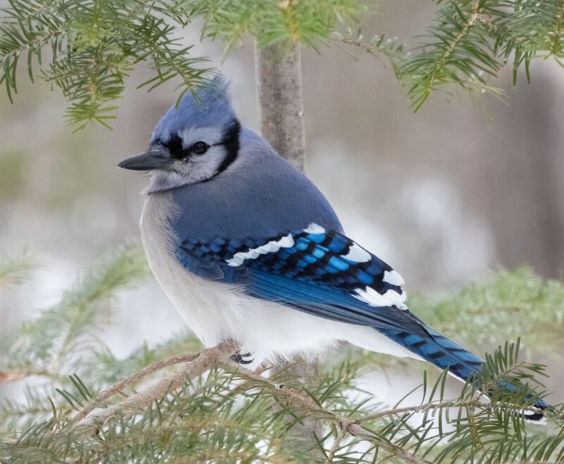A blue jay with vibrant blue and white feathers is perched on a branch surrounded by green pine needles. The bird's distinct crest and markings are clearly visible against a blurred background.