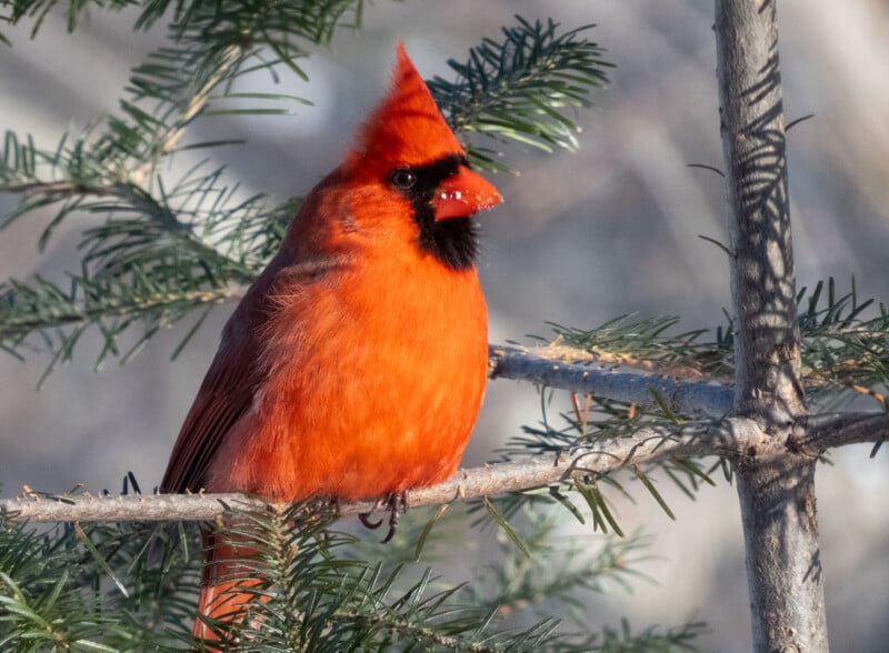 A bright red Northern Cardinal with a distinctive black face mask sits perched on a pine tree branch. The background is softly blurred, making the vibrant colors and details of the bird’s feathers stand out sharply. The light highlights the bird’s striking appearance.