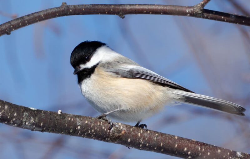 A small chickadee with black, white, and gray feathers perched on a thin, bare branch. The background is a clear blue sky with a hint of distant branches.