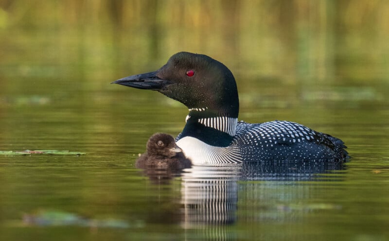 A mature loon with distinctive black and white plumage swims closely beside a fluffy brown loon chick on calm, reflective water. The background is blurred with hints of green vegetation. Both birds gaze calmly ahead.