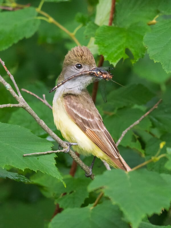 A small bird with a crest and olive-brown wings sits on a branch surrounded by green leaves, holding an insect in its beak. The bird's chest is pale yellow, and its head is slightly tilted as it looks forward.