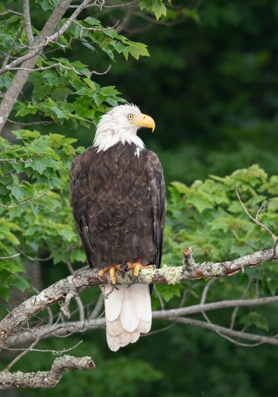 A bald eagle with a white head and tail and dark brown body sits on a branch in a tree. The eagle faces away, turning its head to the right. Green leaves and branches form the background.