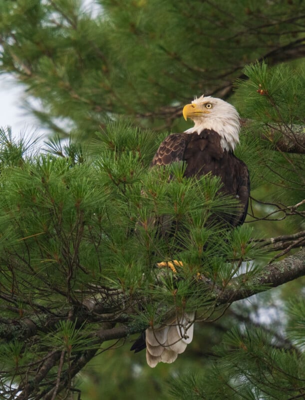 A bald eagle with white head and tail feathers and dark brown body perched on a branch in a pine tree, gazing to the right. The background features green pine needles and branches.