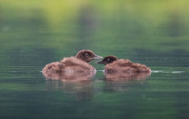 Two brown, fluffy ducklings float closely together on calm water with their heads facing each other. The water reflects their soft outlines, and a blurred, green background adds a serene atmosphere to the scene.